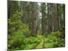 California, Del Norte Coast Redwoods State Park, Damnation Creek Trail and Redwood trees-Jamie & Judy Wild-Mounted Photographic Print