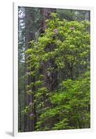 California, Del Norte Coast Redwoods State Park, Redwood trees and rhododendrons-Jamie & Judy Wild-Framed Photographic Print