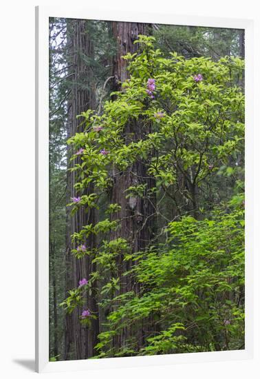 California, Del Norte Coast Redwoods State Park, Redwood trees and rhododendrons-Jamie & Judy Wild-Framed Photographic Print