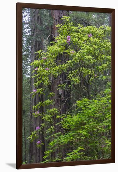 California, Del Norte Coast Redwoods State Park, Redwood trees and rhododendrons-Jamie & Judy Wild-Framed Photographic Print