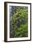 California, Del Norte Coast Redwoods State Park, Redwood trees and rhododendrons-Jamie & Judy Wild-Framed Photographic Print