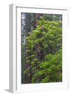 California, Del Norte Coast Redwoods State Park, Redwood trees and rhododendrons-Jamie & Judy Wild-Framed Photographic Print