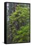 California, Del Norte Coast Redwoods State Park, Redwood trees and rhododendrons-Jamie & Judy Wild-Framed Stretched Canvas