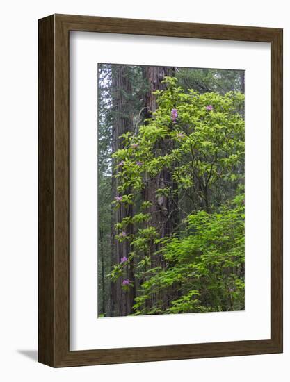 California, Del Norte Coast Redwoods State Park, Redwood trees and rhododendrons-Jamie & Judy Wild-Framed Photographic Print
