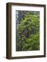 California, Del Norte Coast Redwoods State Park, Redwood trees and rhododendrons-Jamie & Judy Wild-Framed Photographic Print