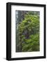 California, Del Norte Coast Redwoods State Park, Redwood trees and rhododendrons-Jamie & Judy Wild-Framed Photographic Print
