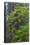 California, Del Norte Coast Redwoods State Park, Redwood trees and rhododendrons-Jamie & Judy Wild-Stretched Canvas