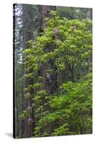 California, Del Norte Coast Redwoods State Park, Redwood trees and rhododendrons-Jamie & Judy Wild-Stretched Canvas