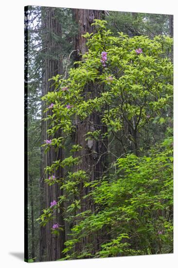 California, Del Norte Coast Redwoods State Park, Redwood trees and rhododendrons-Jamie & Judy Wild-Stretched Canvas