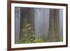 California, Del Norte Coast Redwoods State Park, redwood trees with rhododendrons-Jamie & Judy Wild-Framed Photographic Print