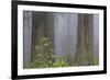 California, Del Norte Coast Redwoods State Park, redwood trees with rhododendrons-Jamie & Judy Wild-Framed Photographic Print