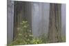 California, Del Norte Coast Redwoods State Park, redwood trees with rhododendrons-Jamie & Judy Wild-Mounted Photographic Print