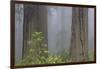 California, Del Norte Coast Redwoods State Park, redwood trees with rhododendrons-Jamie & Judy Wild-Framed Photographic Print