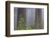 California, Del Norte Coast Redwoods State Park, redwood trees with rhododendrons-Jamie & Judy Wild-Framed Photographic Print