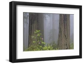 California, Del Norte Coast Redwoods State Park, redwood trees with rhododendrons-Jamie & Judy Wild-Framed Photographic Print