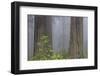 California, Del Norte Coast Redwoods State Park, redwood trees with rhododendrons-Jamie & Judy Wild-Framed Photographic Print