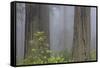 California, Del Norte Coast Redwoods State Park, redwood trees with rhododendrons-Jamie & Judy Wild-Framed Stretched Canvas