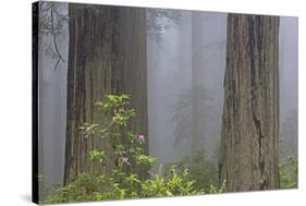 California, Del Norte Coast Redwoods State Park, redwood trees with rhododendrons-Jamie & Judy Wild-Stretched Canvas