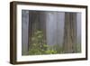 California, Del Norte Coast Redwoods State Park, redwood trees with rhododendrons-Jamie & Judy Wild-Framed Photographic Print