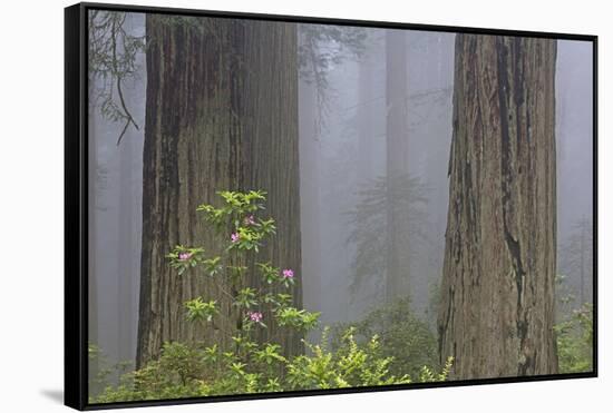 California, Del Norte Coast Redwoods State Park, redwood trees with rhododendrons-Jamie & Judy Wild-Framed Stretched Canvas