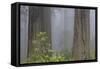 California, Del Norte Coast Redwoods State Park, redwood trees with rhododendrons-Jamie & Judy Wild-Framed Stretched Canvas