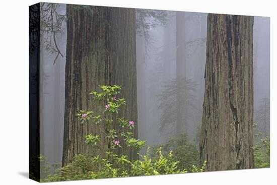 California, Del Norte Coast Redwoods State Park, redwood trees with rhododendrons-Jamie & Judy Wild-Stretched Canvas