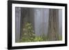 California, Del Norte Coast Redwoods State Park, redwood trees with rhododendrons-Jamie & Judy Wild-Framed Photographic Print