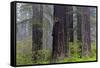 California, Del Norte Coast Redwoods State Park, redwood trees with rhododendrons-Jamie & Judy Wild-Framed Stretched Canvas