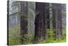 California, Del Norte Coast Redwoods State Park, redwood trees with rhododendrons-Jamie & Judy Wild-Stretched Canvas