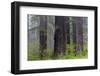 California, Del Norte Coast Redwoods State Park, redwood trees with rhododendrons-Jamie & Judy Wild-Framed Photographic Print