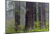 California, Del Norte Coast Redwoods State Park, redwood trees with rhododendrons-Jamie & Judy Wild-Mounted Photographic Print