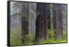 California, Del Norte Coast Redwoods State Park, redwood trees with rhododendrons-Jamie & Judy Wild-Framed Stretched Canvas