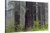 California, Del Norte Coast Redwoods State Park, redwood trees with rhododendrons-Jamie & Judy Wild-Stretched Canvas