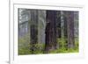 California, Del Norte Coast Redwoods State Park, redwood trees with rhododendrons-Jamie & Judy Wild-Framed Photographic Print