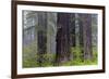 California, Del Norte Coast Redwoods State Park, redwood trees with rhododendrons-Jamie & Judy Wild-Framed Photographic Print