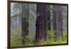 California, Del Norte Coast Redwoods State Park, redwood trees with rhododendrons-Jamie & Judy Wild-Framed Photographic Print