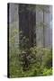 California, Del Norte Coast Redwoods State Park, redwood trees with rhododendrons-Jamie & Judy Wild-Stretched Canvas