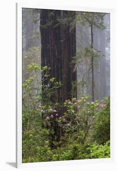 California, Del Norte Coast Redwoods State Park, redwood trees with rhododendrons-Jamie & Judy Wild-Framed Photographic Print