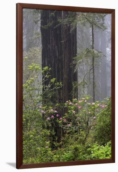 California, Del Norte Coast Redwoods State Park, redwood trees with rhododendrons-Jamie & Judy Wild-Framed Photographic Print