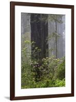 California, Del Norte Coast Redwoods State Park, redwood trees with rhododendrons-Jamie & Judy Wild-Framed Premium Photographic Print