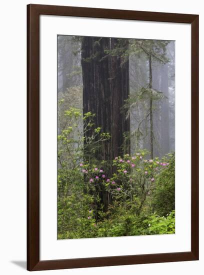 California, Del Norte Coast Redwoods State Park, redwood trees with rhododendrons-Jamie & Judy Wild-Framed Premium Photographic Print