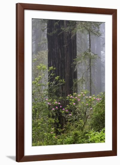 California, Del Norte Coast Redwoods State Park, redwood trees with rhododendrons-Jamie & Judy Wild-Framed Premium Photographic Print