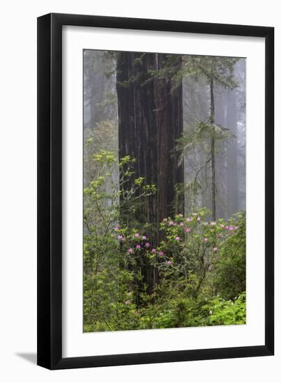 California, Del Norte Coast Redwoods State Park, redwood trees with rhododendrons-Jamie & Judy Wild-Framed Photographic Print