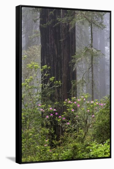 California, Del Norte Coast Redwoods State Park, redwood trees with rhododendrons-Jamie & Judy Wild-Framed Stretched Canvas