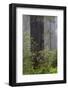 California, Del Norte Coast Redwoods State Park, redwood trees with rhododendrons-Jamie & Judy Wild-Framed Photographic Print