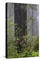 California, Del Norte Coast Redwoods State Park, redwood trees with rhododendrons-Jamie & Judy Wild-Stretched Canvas