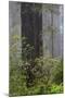 California, Del Norte Coast Redwoods State Park, redwood trees with rhododendrons-Jamie & Judy Wild-Mounted Photographic Print