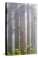 California, Del Norte Coast Redwoods State Park, redwood trees with rhododendrons-Jamie & Judy Wild-Stretched Canvas