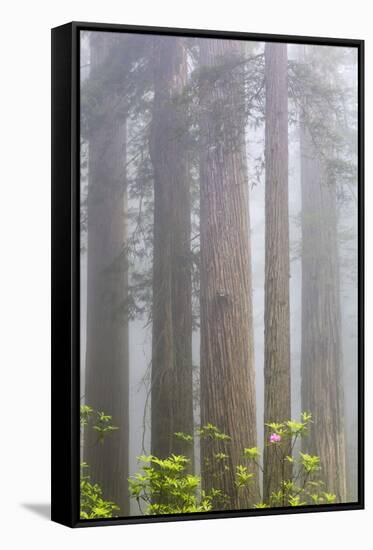 California, Del Norte Coast Redwoods State Park, redwood trees with rhododendrons-Jamie & Judy Wild-Framed Stretched Canvas