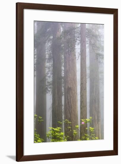 California, Del Norte Coast Redwoods State Park, redwood trees with rhododendrons-Jamie & Judy Wild-Framed Premium Photographic Print